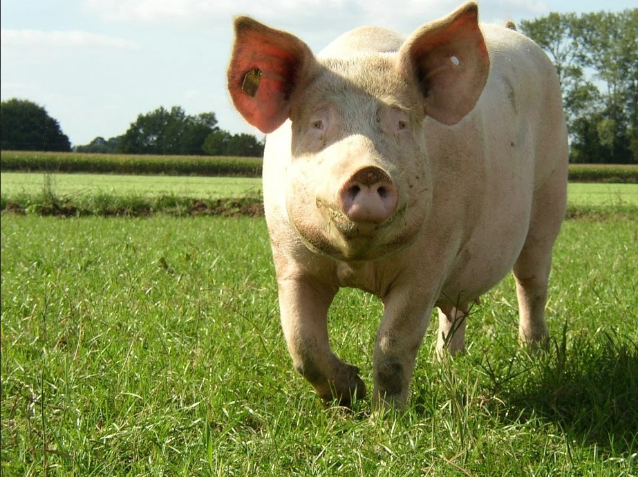 本当の豚の習性を知ってる 本来の豚の生態を知ろう 畜産動物たちに希望を Hope For Animals 鶏 豚 牛などのアニマルウェルフェア ヴィーガンの情報サイト