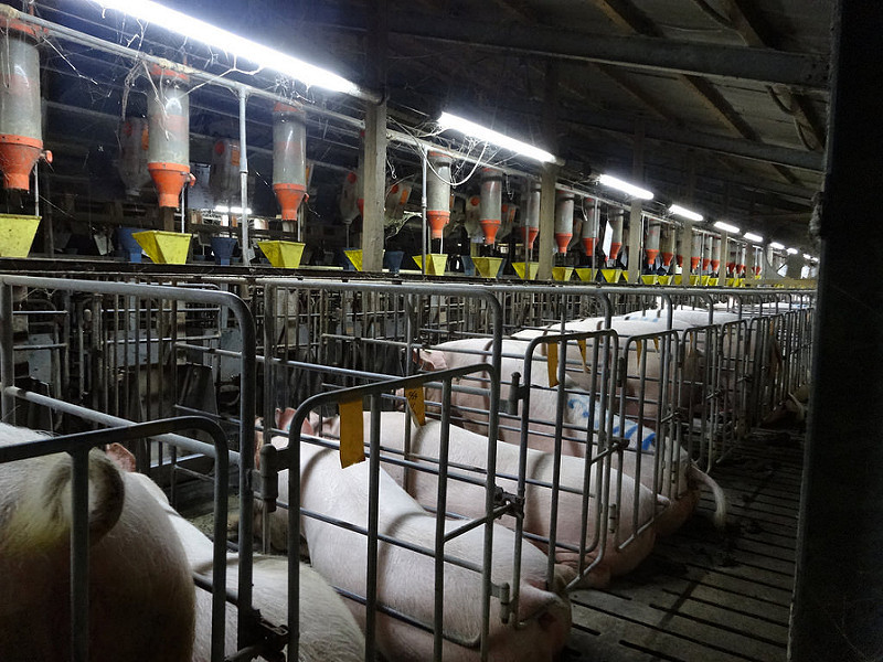 豚の妊娠ストール飼育　EUや世界中が廃止へ