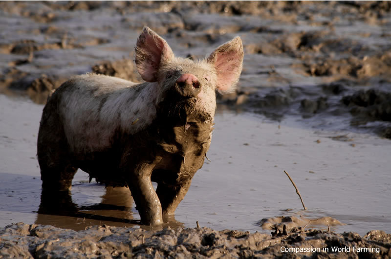 放牧の養豚場　海外