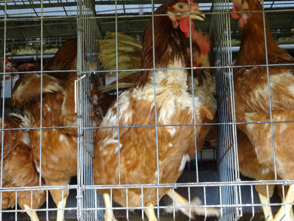 署名 私たちの食べる卵を産む鶏を苦しい檻に閉じ込めないでください 畜産動物たちに希望を Hope For Animals 鶏 豚 牛などのアニマルウェルフェア ヴィーガンの情報サイト