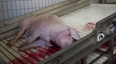 豚の殺され方 屠殺方法 畜産動物たちに希望を Hope For Animals 鶏 豚 牛などのアニマルウェルフェア ヴィーガンの情報サイト