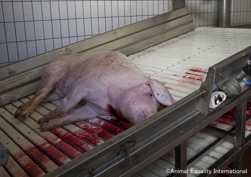 豚の殺され方 屠殺方法 畜産動物たちに希望を Hope For Animals 鶏 豚 牛などのアニマルウェルフェア ヴィーガンの情報サイト