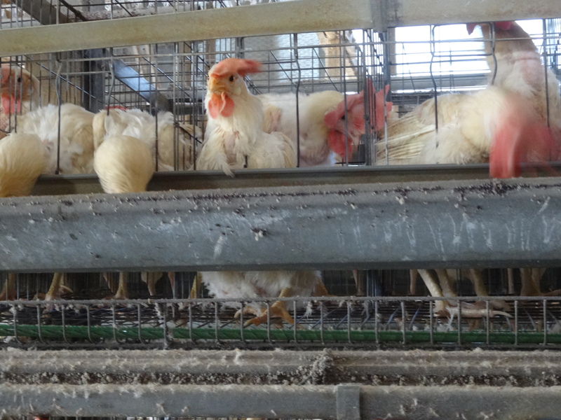採卵鶏を苦しめる 品種改良 畜産動物たちに希望を Hope For Animals 鶏 豚 牛などのアニマルウェルフェア ヴィーガンの情報サイト 採卵鶏を苦しめる 品種改良 畜産動物たちに希望を Hope For Animals 鶏 豚 牛などのアニマルウェルフェア ヴィーガンの情報サイト