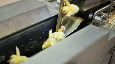 生まれた瞬間からはじまる恐ろしい運命 畜産動物たちに希望を Hope For Animals 鶏 豚 牛などのアニマルウェルフェア ヴィーガンの情報サイト 生まれた瞬間からはじまる恐ろしい運命 畜産動物たちに希望を Hope For Animals 鶏 豚 牛などのアニマルウェルフェア ヴィーガンの情報サイト
