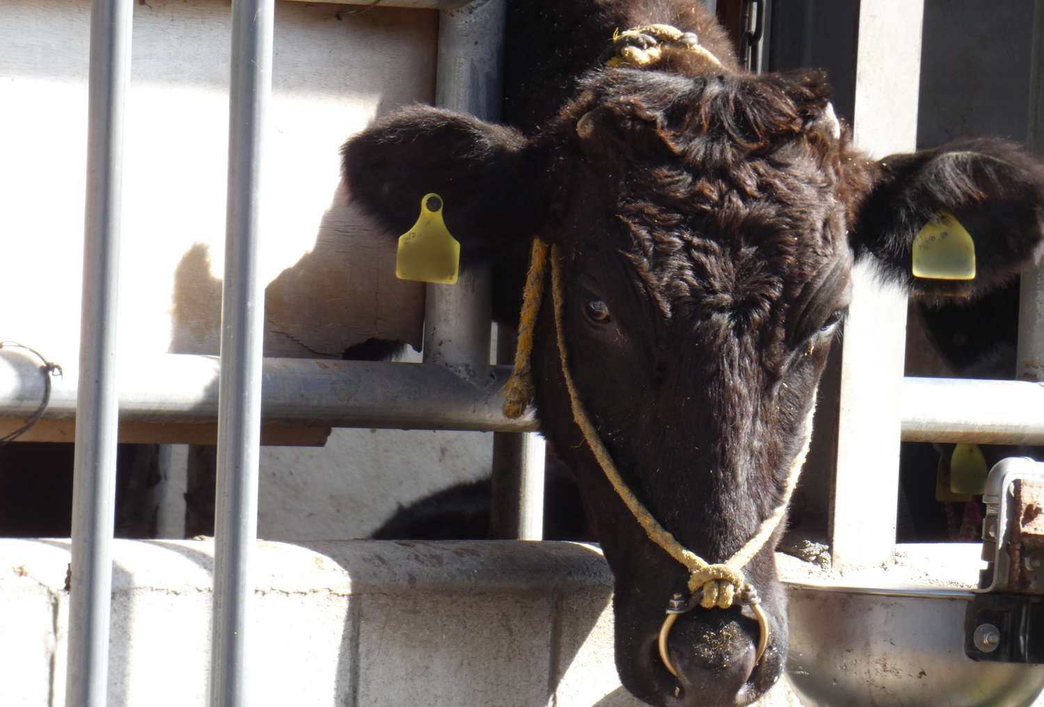 肉用に飼育される牛の一生| 畜産動物たちに希望を Hope For Animals