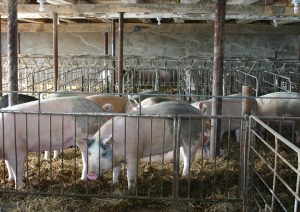 カーギル妊娠ストール廃止