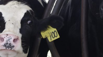 本物の牛のツノ！！ 立派なツノが3本も！ウガンダの牧場にいる3本角の牛 | カラパイア