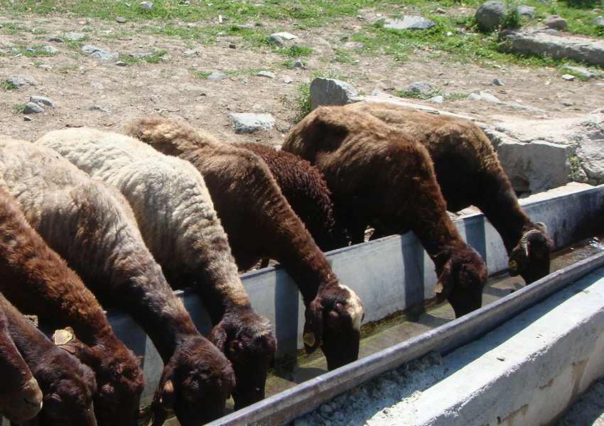 森林破壊と肉食 畜産動物たちに希望を Hope For Animals 鶏 豚 牛などのアニマルウェルフェア ヴィーガンの情報サイト