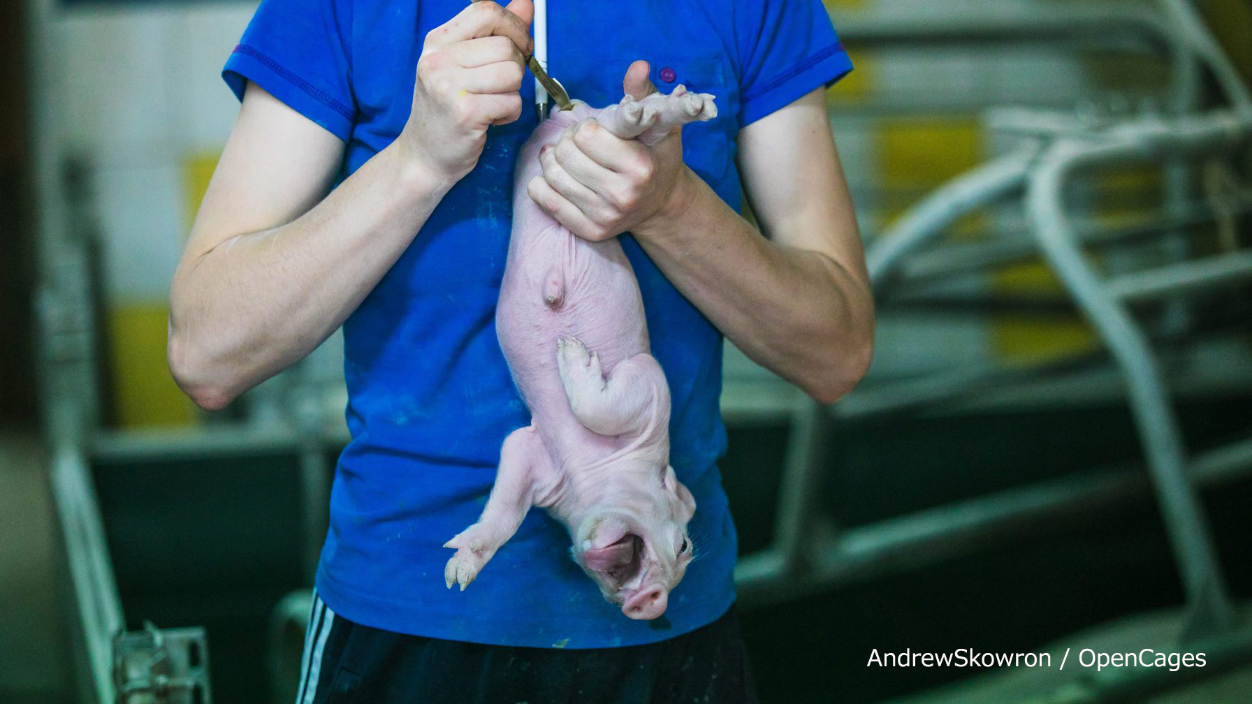 養豚で行われる 去勢 麻酔なし 畜産動物たちに希望を Hope For Animals 鶏 豚 牛などのアニマルウェルフェア ヴィーガンの情報サイト