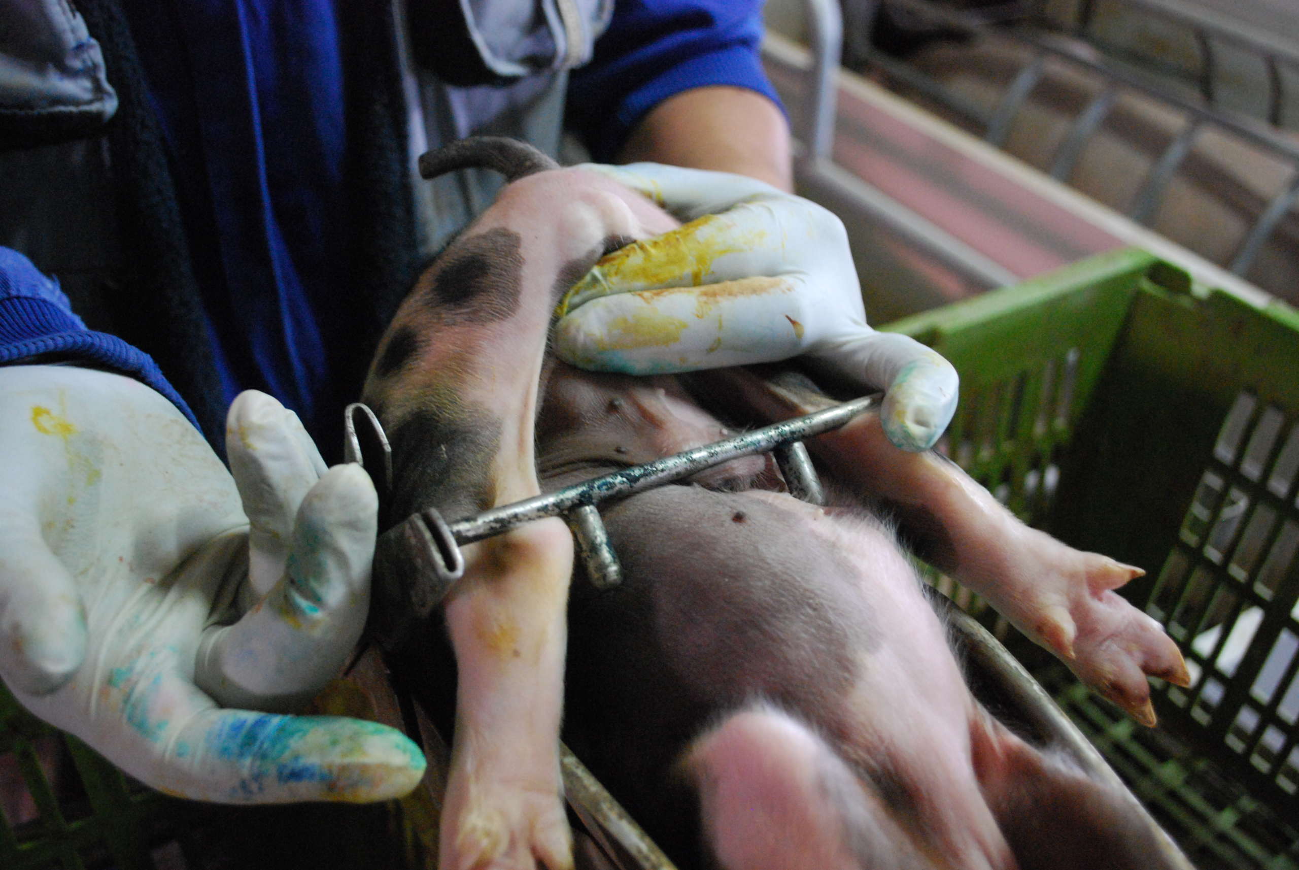 養豚で行われる 去勢 麻酔なし 畜産動物たちに希望を Hope For Animals 鶏 豚 牛などのアニマルウェルフェア ヴィーガンの情報サイト
