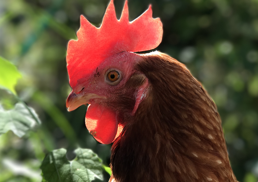 日本の採卵鶏と自由な鶏 どっちが健康