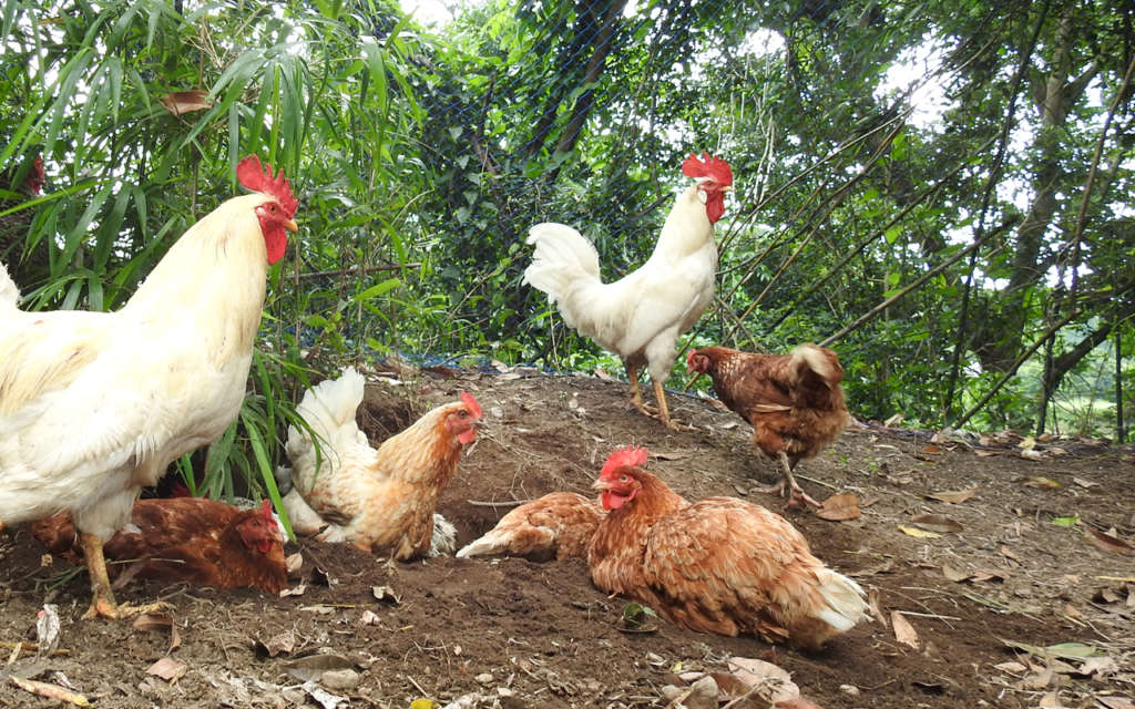 鶏への礼節を忘れない。鹿児島県の放牧養鶏場「サテライツ」