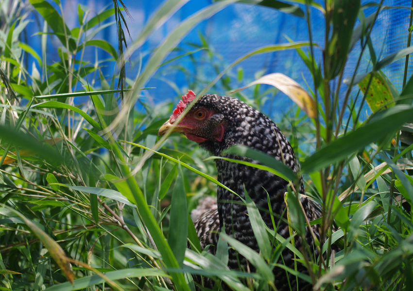 ”バタリーケージ飼育をしないのは鶏本来の習性を尊重したいから”自然養鶏場 春夏秋冬