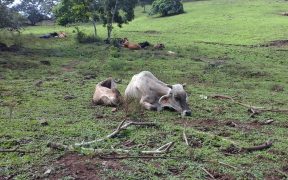 環境破壊 畜産動物たちに希望を Hope For Animals 鶏 豚 牛などのアニマルウェルフェア ヴィーガンの情報サイト