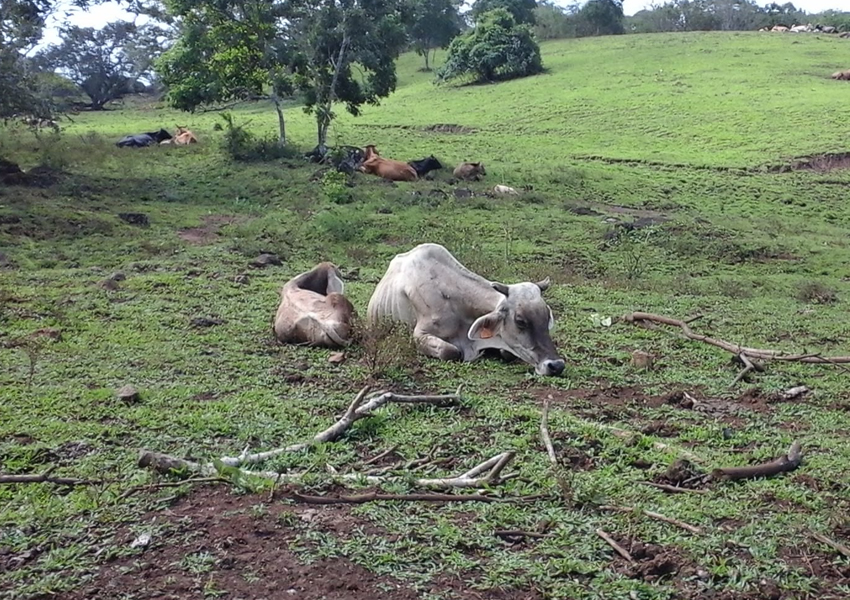 ニカラグアからの牛肉は森林破壊をしています 畜産動物たちに希望を Hope For Animals 鶏 豚 牛などのアニマルウェルフェア ヴィーガンの情報サイト