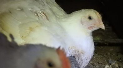 鳥インフルエンザ ホロコースト 16年 畜産動物たちに希望を Hope For Animals 鶏 豚 牛などのアニマルウェルフェア ヴィーガンの情報サイト