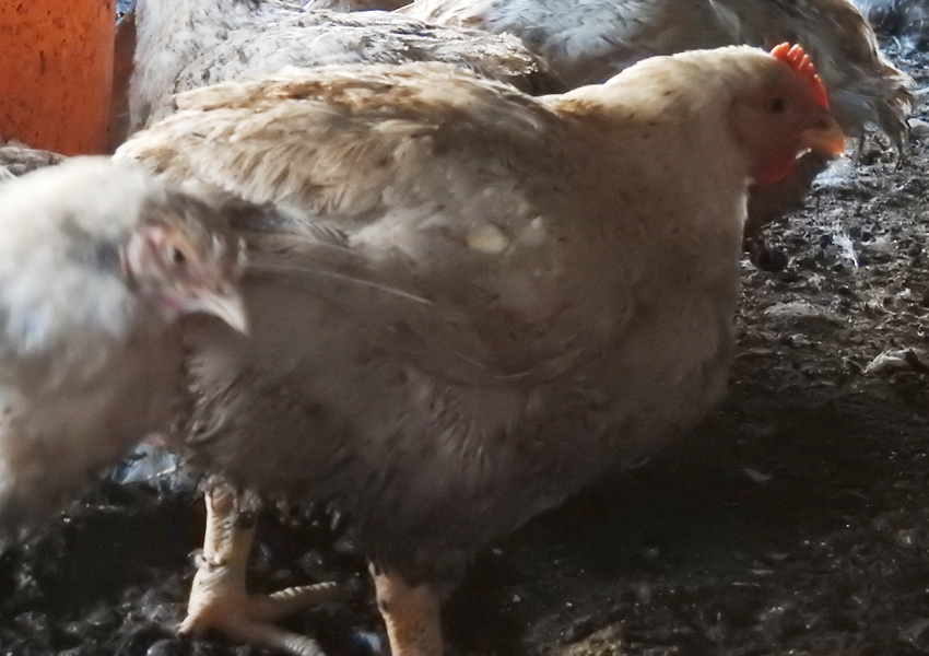ブロイラー 商業鶏 だけでなく 地鶏の福祉も低下 畜産動物たちに希望を Hope For Animals 鶏 豚 牛などのアニマルウェルフェア ヴィーガンの情報サイト