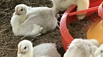 ブロイラー 肉用に飼育される鶏 の飼育環境 畜産動物たちに希望を Hope For Animals 鶏 豚 牛などのアニマルウェルフェア ヴィーガンの情報サイト