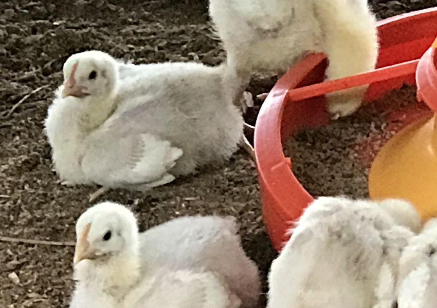ブロイラー 肉用に飼育される鶏 の飼育環境 畜産動物たちに希望を Hope For Animals 鶏 豚 牛などのアニマルウェルフェア ヴィーガンの情報サイト