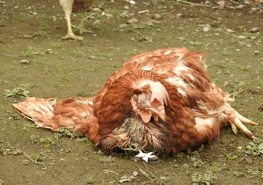 卵の裏側 ケージ飼育される鶏の苦しみが明らかに 畜産動物たちに希望を Hope For Animals 鶏 豚 牛などのアニマルウェルフェア ヴィーガンの情報サイト
