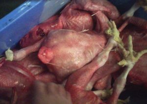 Cadaver 放血不良 Japan