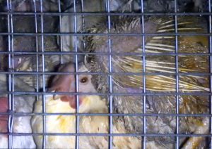 夜間放置　成鶏　食鳥処理場　卵