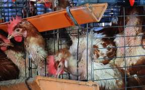 ディズニー 畜産動物たちに希望を Hope For Animals 鶏 豚 牛などのアニマルウェルフェア ヴィーガンの情報サイト ディズニー 畜産動物たちに希望を Hope For Animals 鶏 豚 牛などのアニマルウェルフェア ヴィーガンの情報サイト
