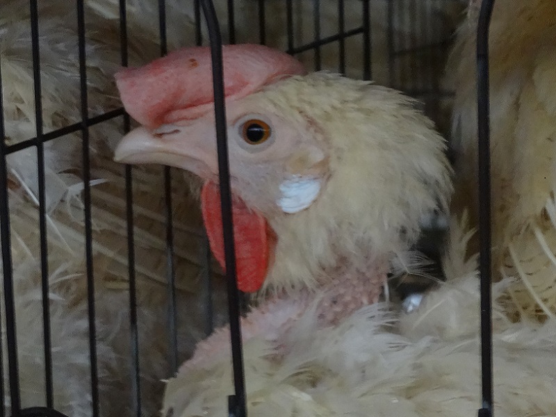 鶏の頚椎脱臼は人道的なのか？| 畜産動物たちに希望を Hope For