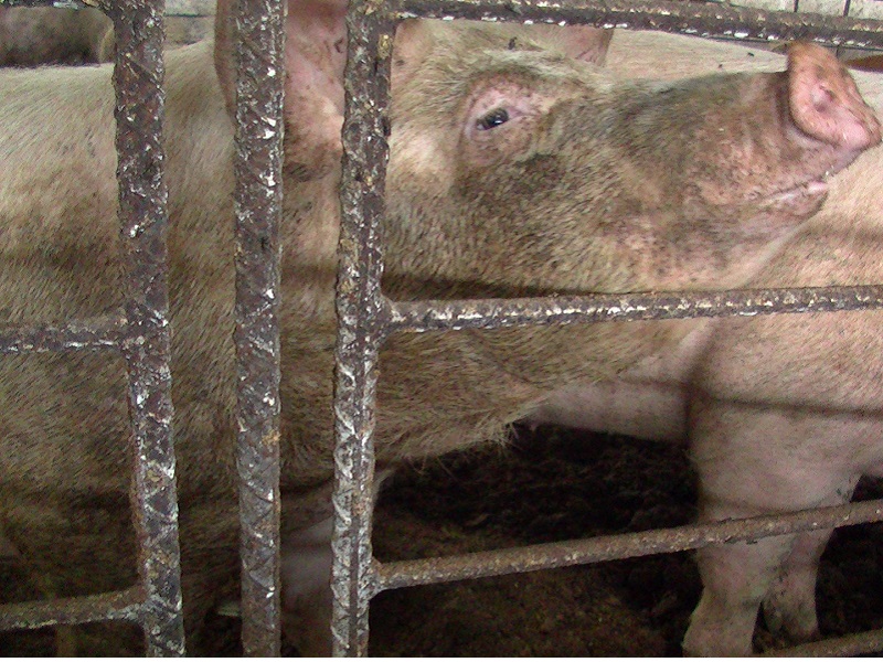 アフリカ豚コレラ 生きたまま燃やされるアフリカ豚コレラ 生きたまま燃やされる