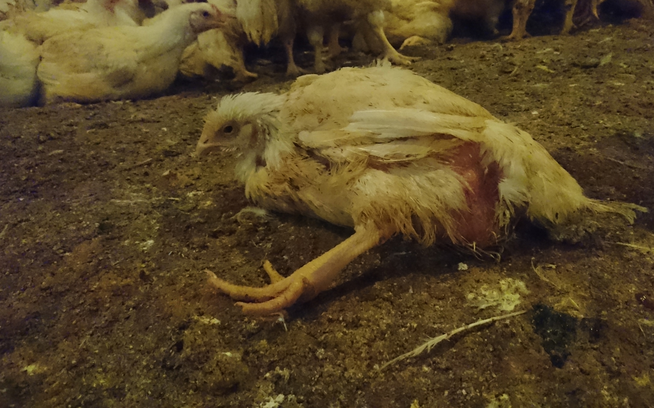 ブロイラーの 品種改良 がもたらす鶏の苦しみ 足の障害 心疾患 畜産動物たちに希望を Hope For Animals 鶏 豚 牛などのアニマルウェルフェア ヴィーガンの情報サイト