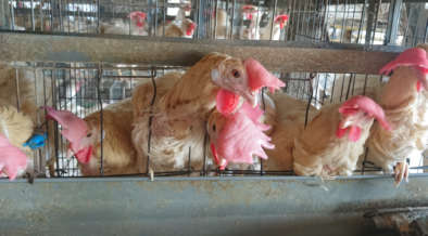バタリーケージ飼育－採卵鶏の一生| 畜産動物たちに希望を Hope For