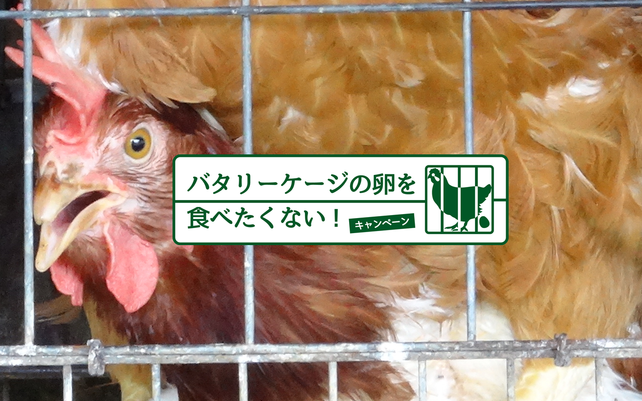 バタリーケージの卵を食べたくない キャンペーン 畜産動物たちに希望を Hope For Animals 鶏 豚 牛などのアニマルウェルフェア ヴィーガンの情報サイト