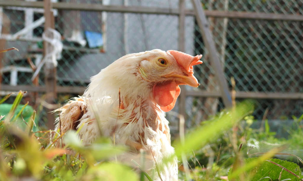 鶏に必要な飼育環境とは？