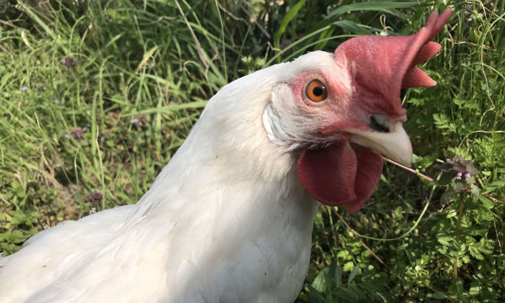 「平飼い」なら良い飼育とは限らない。卵を買うなら選ぶこと。