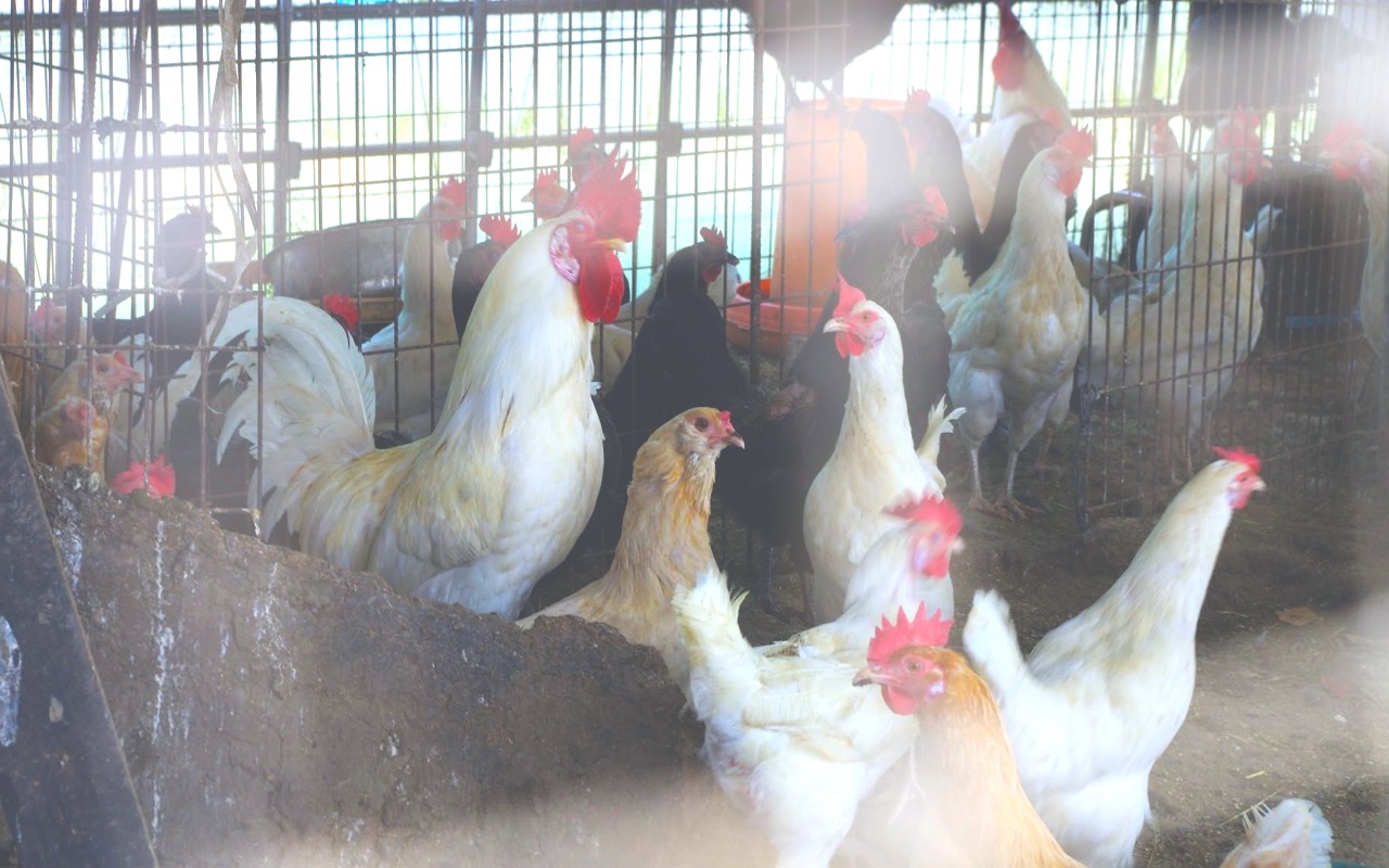 仙台のスペイン料理店 El Campoはケージフリー 畜産動物たちに希望を Hope For Animals 鶏 豚 牛などのアニマルウェルフェア ヴィーガンの情報サイト 仙台のスペイン料理店 El Campoはケージフリー 畜産動物たちに希望を Hope For Animals 鶏 豚 牛などのアニマルウェルフェア ヴィーガンの情報サイト