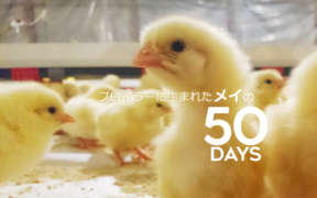 ブロイラーに生まれたメイの50DAYS