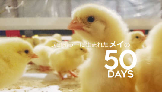 ブロイラーに生まれたメイの50DAYS