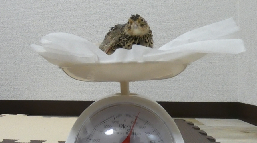 保護うずら その後 畜産動物たちに希望を Hope For Animals 鶏 豚 牛などのアニマルウェルフェア ヴィーガンの情報サイト