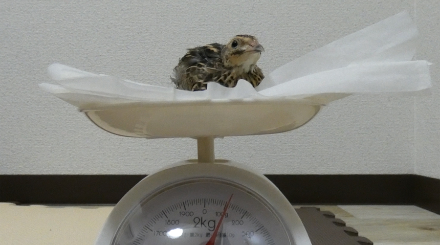 保護うずら~その後| 畜産動物たちに希望を Hope For Animals|鶏、豚、牛などのアニマルウェルフェア、ヴィーガンの情報サイト