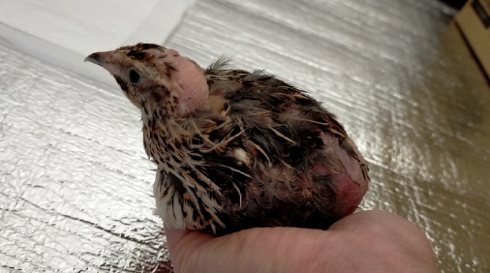 保護うずら その後 畜産動物たちに希望を Hope For Animals 鶏 豚 牛などのアニマルウェルフェア ヴィーガンの情報サイト 保護うずら その後 畜産動物たちに希望を Hope For Animals 鶏 豚 牛などのアニマルウェルフェア ヴィーガンの情報サイト