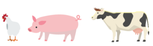 動物