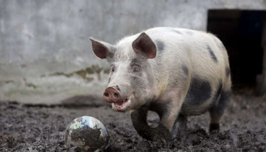 畜産動物たちに希望を Hope For Animals 鶏 豚 牛などのアニマルウェルフェア ヴィーガンの情報サイト