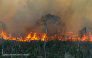 Fire line moves through a degraded forest area in an undesignated public forest area in Porto Velho, Rondônia on July 29, 2021. Photo © Christian Braga / Greenpeace