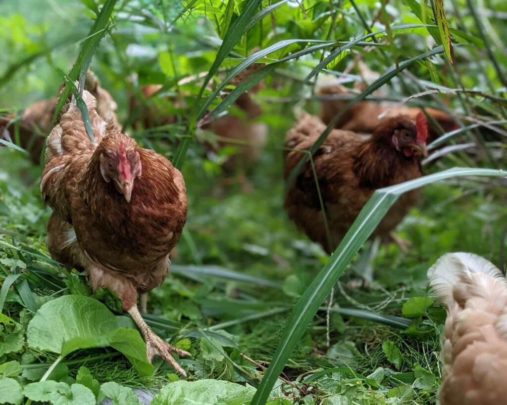 採卵鶏ー卵用に飼育される鶏たち 畜産動物たちに希望を Hope For Animals 鶏 豚 牛などのアニマルウェルフェア ヴィーガンの情報サイト