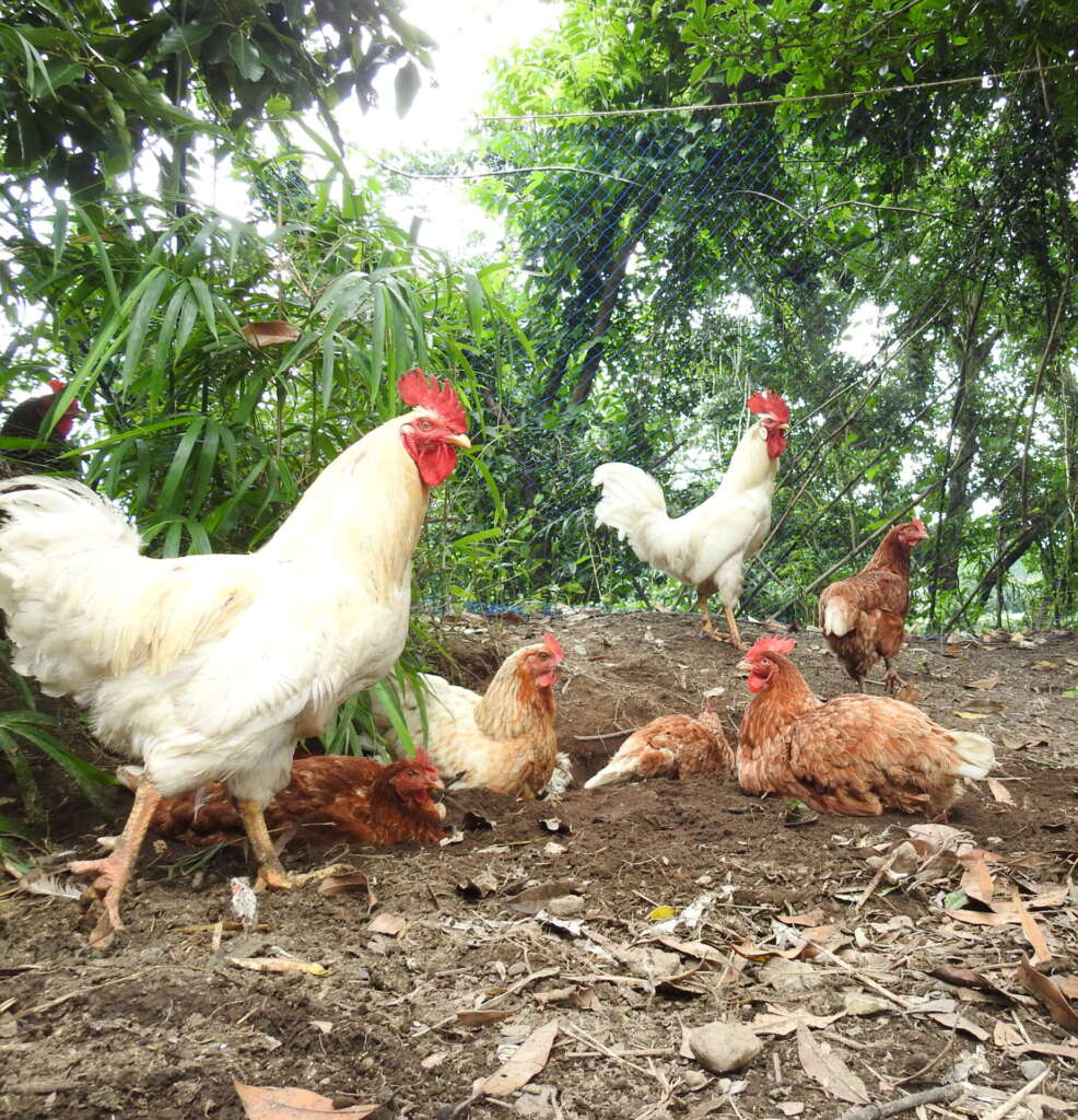 採卵鶏ー卵用に飼育される鶏たち 畜産動物たちに希望を Hope For Animals 鶏 豚 牛などのアニマルウェルフェア ヴィーガンの情報サイト