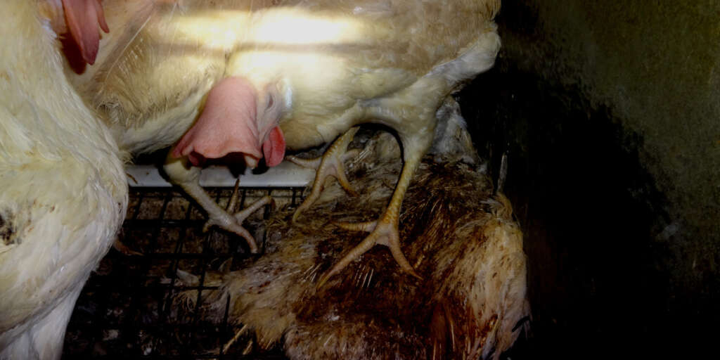 H5N1鳥インフルエンザでわかる工場畜産の限界