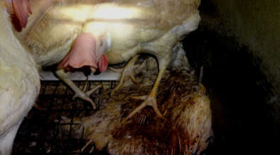 H5N1鳥インフルエンザでわかる工場畜産の限界| 畜産動物たちに