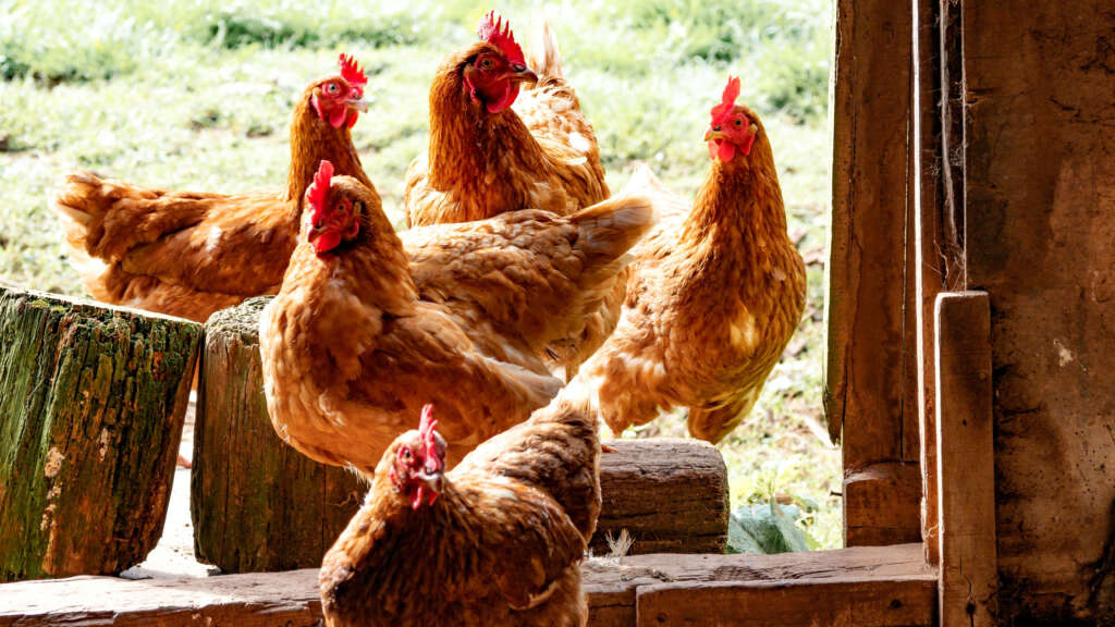 消費者に優しいスーパーアキダイが、鶏に優しい平飼い卵の取り扱いを開始！