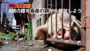 緊急レスキュー 8頭の豚を畜産の鎖から解放しよう