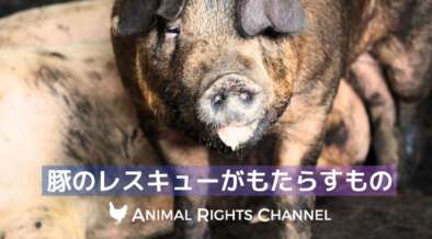 アニマルライフ 動物の大世界百科 11巻～20巻  追補 索引 アニマルライツチャンネルVol51[豚のレスキューがもたらすもの]| 畜産